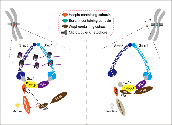 600Liang et al. Schematic summaryfigure.jpg 600Liang et al. Schematic summaryfigure.jpg