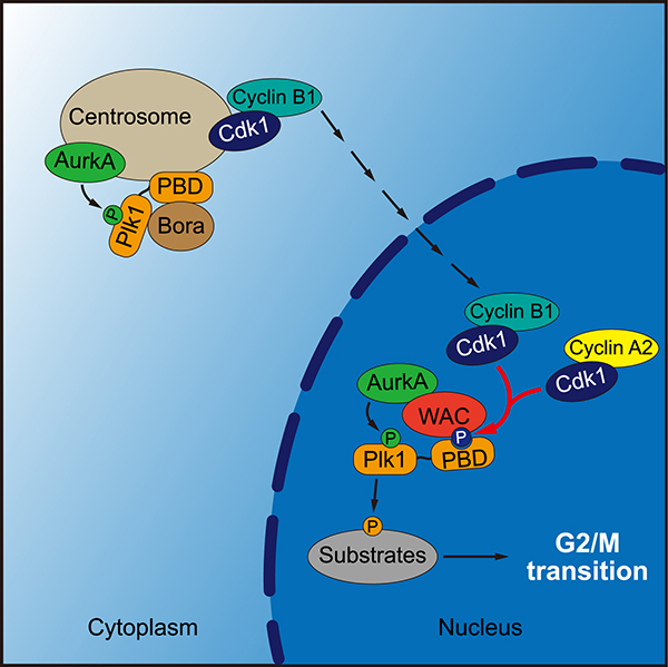 Qi F et al-600.jpg Qi F et al-600.jpg